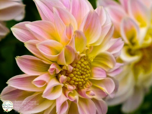 Florist «The Flower Shop», reviews and photos, 1065 S Charles St, Baltimore, MD 21230, USA