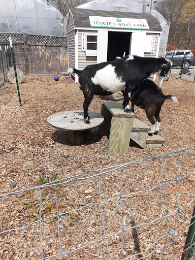 Florist «Nunan Florist & Greenhouses», reviews and photos, 269 Central St, Georgetown, MA 01833, USA