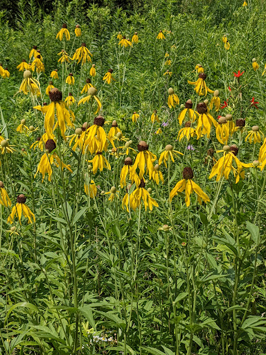 Nature Preserve «Rock Run Preserve - Black Road Access», reviews and photos, Black Rd, Joliet, IL 60431, USA