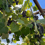 Photo n°4 de l'avis de Abuela.a fait le 07/10/2022 à 14:55 sur le  La Pineta à Bajardo