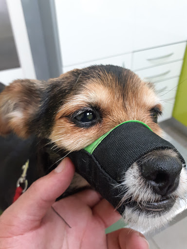 Clínica Veterinaria Vetsur - Fuengirola Urgencias en Fuengirola