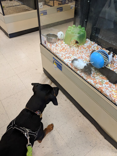 Pet Supply Store «PetSmart», reviews and photos, 198 Promenade Blvd, Flowood, MS 39232, USA
