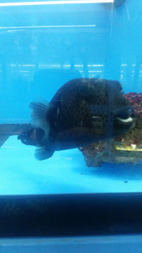 Tropical Fish Store «KHC Aquarium», reviews and photos, 150-1 Northern Blvd, Flushing, NY 11354, USA
