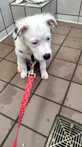 Pet Supply Store «Pet Supplies Plus», reviews and photos, 15311 Manchester Rd, Ballwin, MO 63011, USA