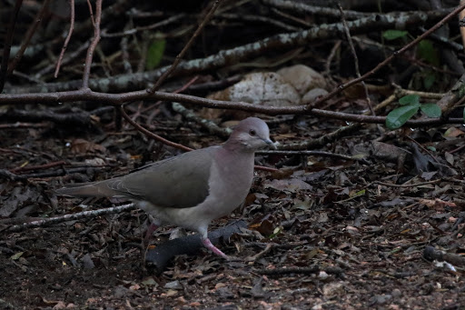 Park «Hugh Ramsey Nature Park», reviews and photos, 1000 TX-499 Loop, Harlingen, TX 78550, USA
