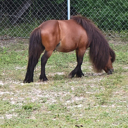 Zoo «Petting zoo Ocala», reviews and photos, 11150 FL-40, Ocala, FL 34482, USA