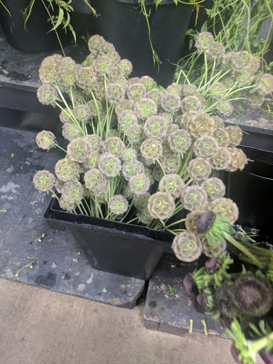 Florist «Portland Flower Market», reviews and photos, 3624 N Leverman St, Portland, OR 97217, USA