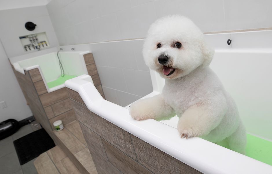 The Dog Den Grooming Spa