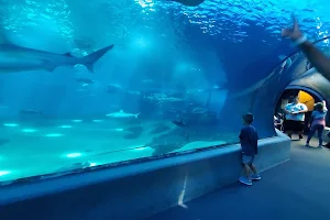 Maui Ocean Center, The Aquarium of Hawaii image