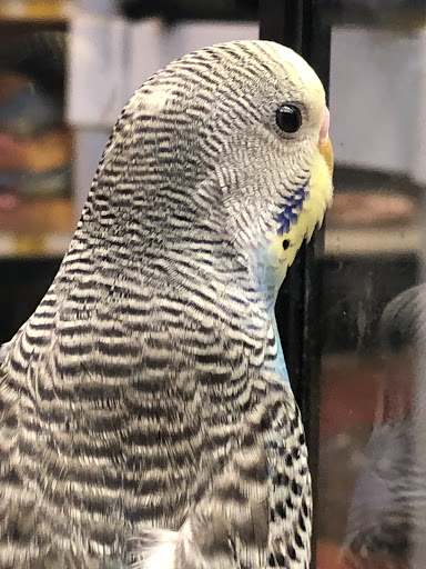 Pet Supply Store «PetSmart», reviews and photos, 450 Fairview Ave, Hudson, NY 12534, USA