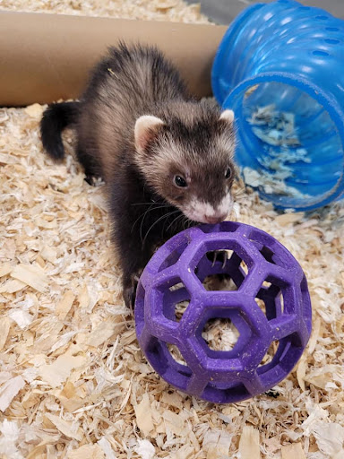 Pet Store «Friendly Pets», reviews and photos, 625 Friendly Center Rd, Greensboro, NC 27408, USA