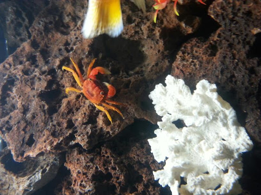 Pet Store «All Pet Center», reviews and photos, 1950 S Atlantic Blvd, Monterey Park, CA 91754, USA