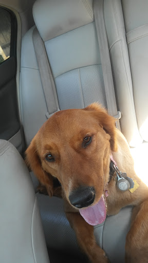 Pet Store «Super Pets», reviews and photos, 9403 E Las Tunas Dr, Temple City, CA 91780, USA