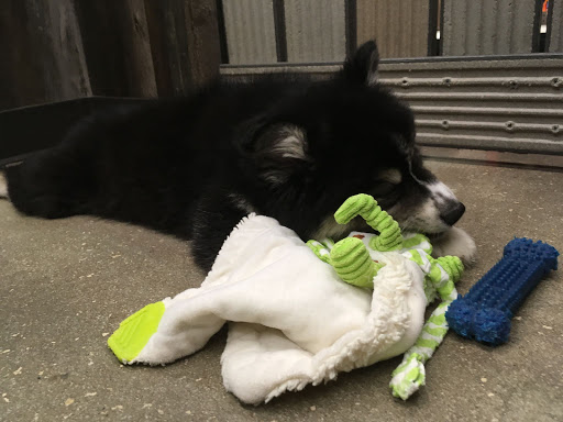 Pet Store «Petland», reviews and photos, 10289 Ulmerton Rd, Largo, FL 33771, USA