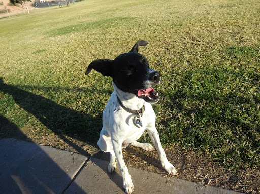 Park «Grover Basin Dog Park», reviews and photos, 17445 N 20th St, Phoenix, AZ 85022, USA