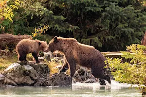Bear Viewing Tours Alaska image