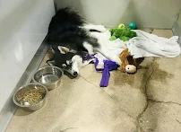 CityVet | Capitol Hill + Urgent Care - Car repair in Denver, CO, Denver - Rated 4.5/5