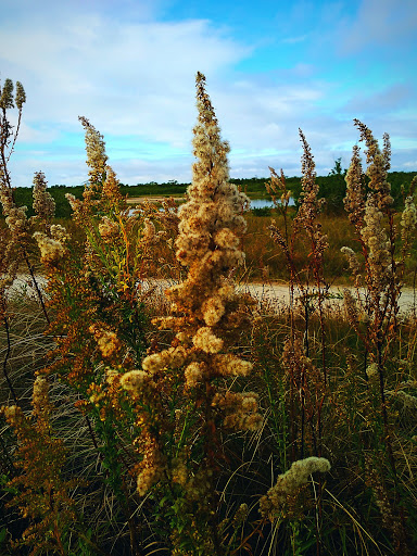 Nature Preserve «Robinson Preserve», reviews and photos, 9800 Manatee Ave W, Bradenton, FL 34209, USA
