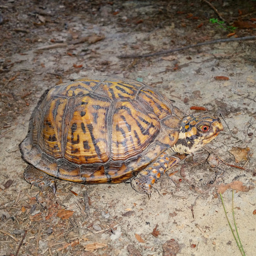 Park «Bays Mountain Park & Planetarium», reviews and photos, 853 Bays Mountain Rd, Kingsport, TN 37660, USA