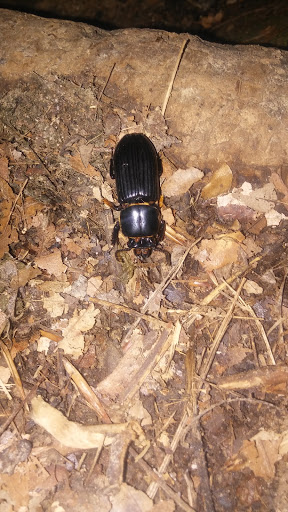 Nature Preserve «Piedmont Environmental Center», reviews and photos, 1220 Penny Rd, High Point, NC 27265, USA