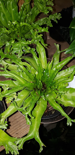 Home Improvement Store «The Home Depot», reviews and photos, 935 Fairmount Ave, Jamestown, NY 14701, USA