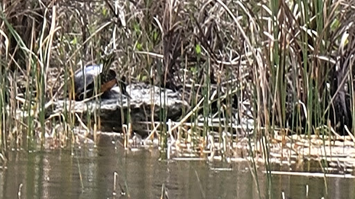Nature Preserve «Chapel Trail Nature Preserve», reviews and photos, 19800 Sheridan St, Fort Lauderdale, FL 33332, USA