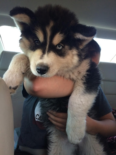 Non-Profit Organization «St. Vincent de Paul Society», reviews and photos