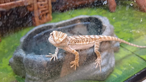 Pet Supply Store «PetSmart», reviews and photos, 2122 N 2nd St, Millville, NJ 08332, USA