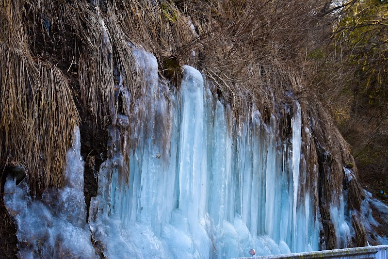 梨木の氷柱