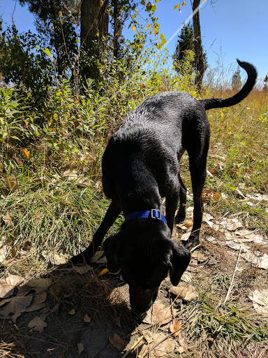 Dog Park «Beck Lake Off-Leash Dog Area», reviews and photos, 9700 Gloria Ct, Glenview, IL 60025, USA