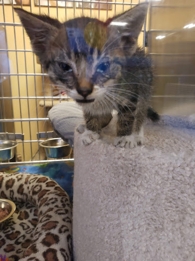 Pet Supply Store «PetSmart», reviews and photos, 15042 Summit Ave, Fontana, CA 92336, USA