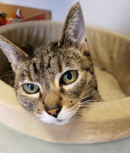 Pet Store «Paws & Fins Pet Shop», reviews and photos, 360 Tormey Ln NE, Bainbridge Island, WA 98110, USA