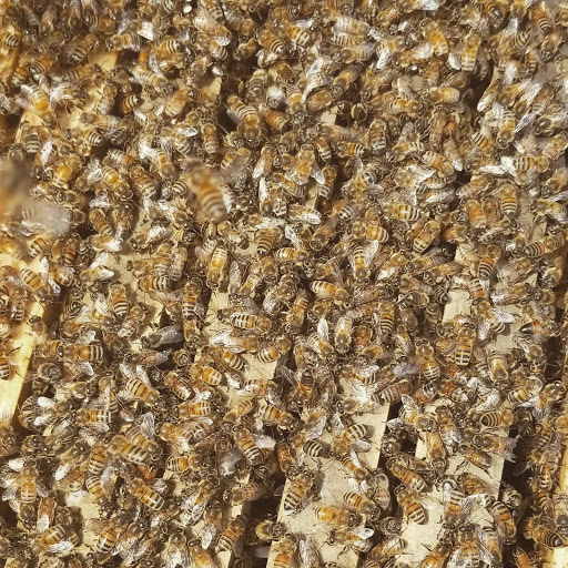 Sunshine Honey and Bee Removal