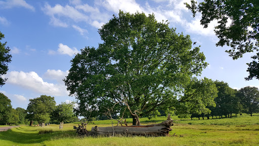 Parks for picnics Kingston-upon-Thames