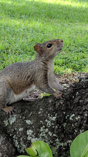 Memorial Park «Veterans Memorial Park», reviews and photos, 250 Shore Dr E, Oldsmar, FL 34677, USA