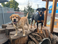 Pet Camp Ranger Station - Photo 2 - Car repair in San Francisco, CA, San Francisco