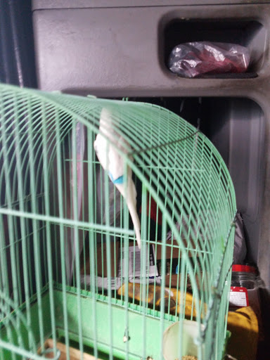 Pet Store «Inez Pet Shop», reviews and photos, 3825 Whittier Blvd, Los Angeles, CA 90023, USA