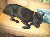 Long Island's Finest Pet Care-Dog Grooming-Dog spa- Animal Grooming - Photo 2 - Car repair in Bayville, NY, Stamford