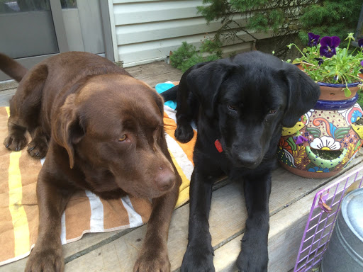 Auto Insurance Agency «State Farm: Tony Petrozzella», reviews and photos