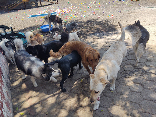 Súpercan guardería canina