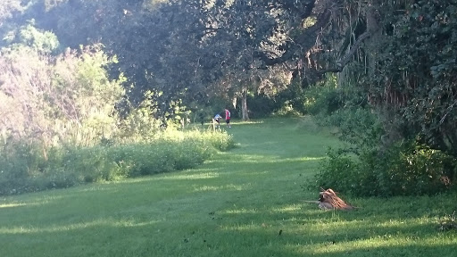 Nature Preserve «Pine Island Ridge Natural Area», reviews and photos, 3900 SW 100th Ave, Davie, FL 33328, USA