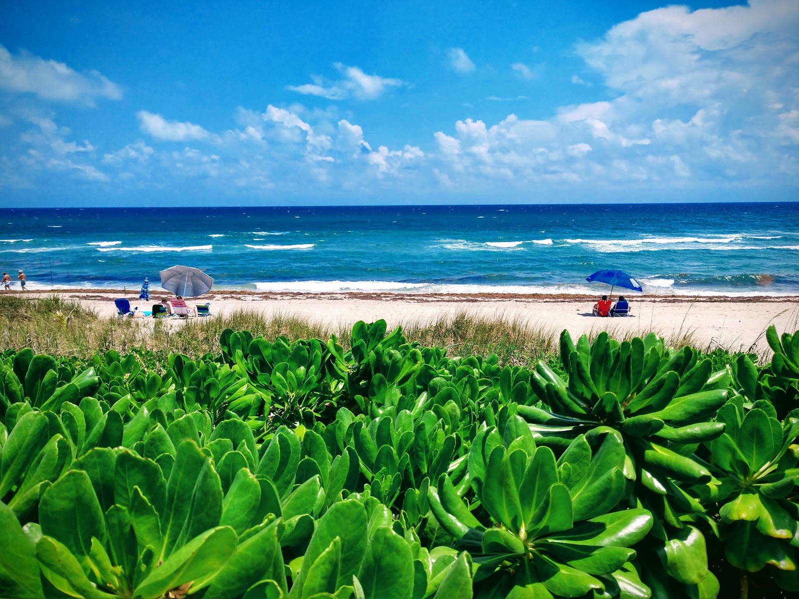 Gulfstream Park beach'in fotoğrafı ve yerleşim