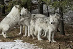 Parc Mahikan, les loups du Nord image