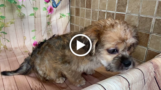 Pet Store «Puppy Love», reviews and photos, 4802 Valley View Blvd NW Uf290, Roanoke, VA 24012, USA