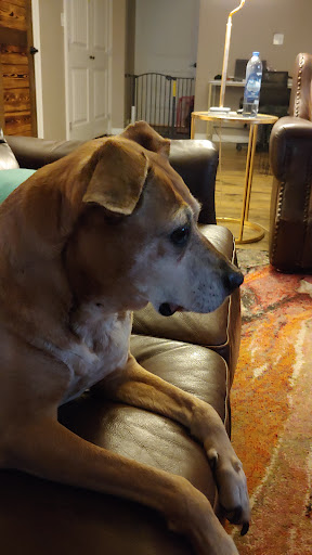 Pet Supply Store «PetSmart», reviews and photos, 2525 W Wheatland Rd, Dallas, TX 75237, USA