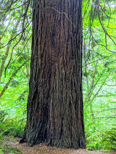 Tourist Attraction «Klamath Tour Thru Tree», reviews and photos, 430 California 169, Klamath, CA 95548, USA