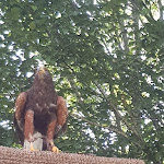Photo n° 1 de l'avis de Isabelle.O fait le 21/07/2021 à 20:32 pour JURAFAUNE à Hauteroche