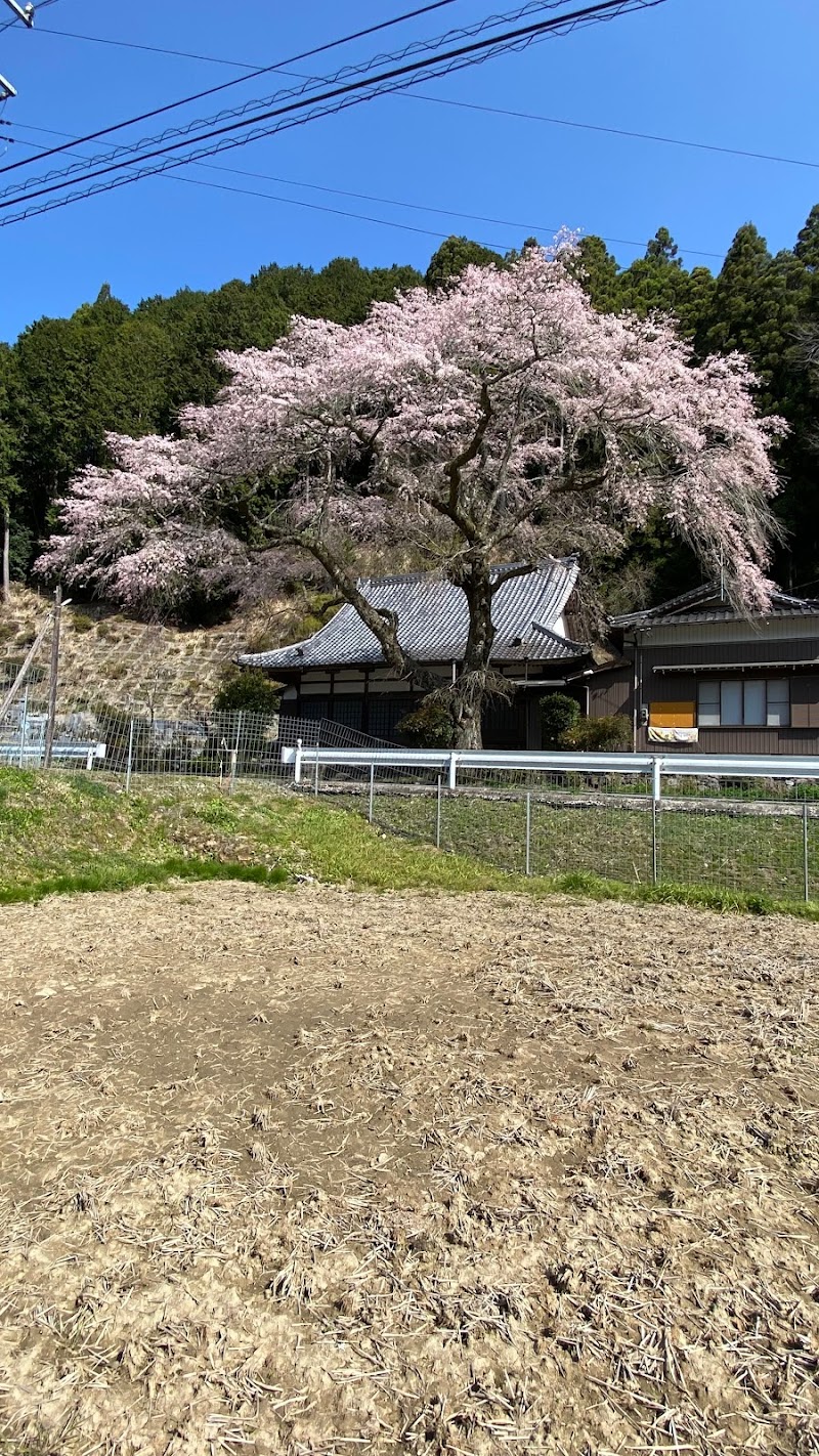 吉祥院の桜