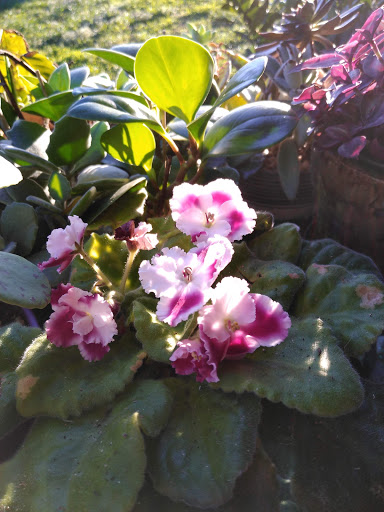 Hardware Store «Ace Hardware», reviews and photos, 3636 S Washington Ave, Titusville, FL 32780, USA