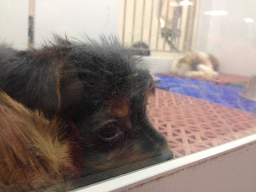 Pet Store «Petland», reviews and photos, 2123 Old Hudson Rd, St Paul, MN 55119, USA